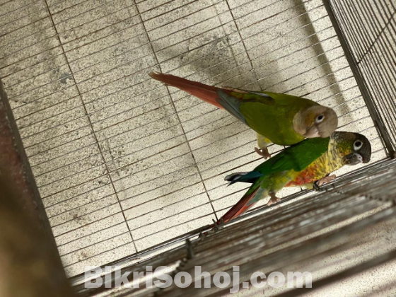 Conure breeding